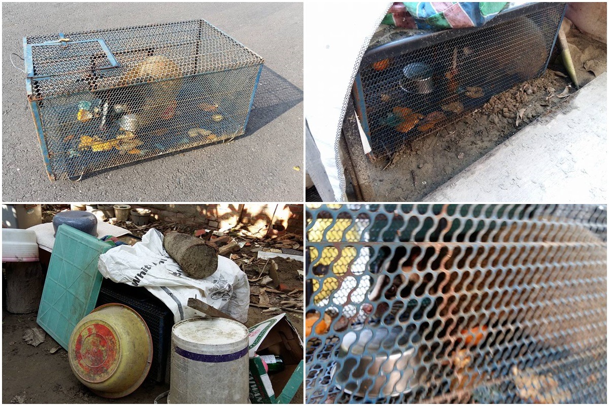 民眾私養保育類野生動物白鼻心被檢舉。　取自臉書