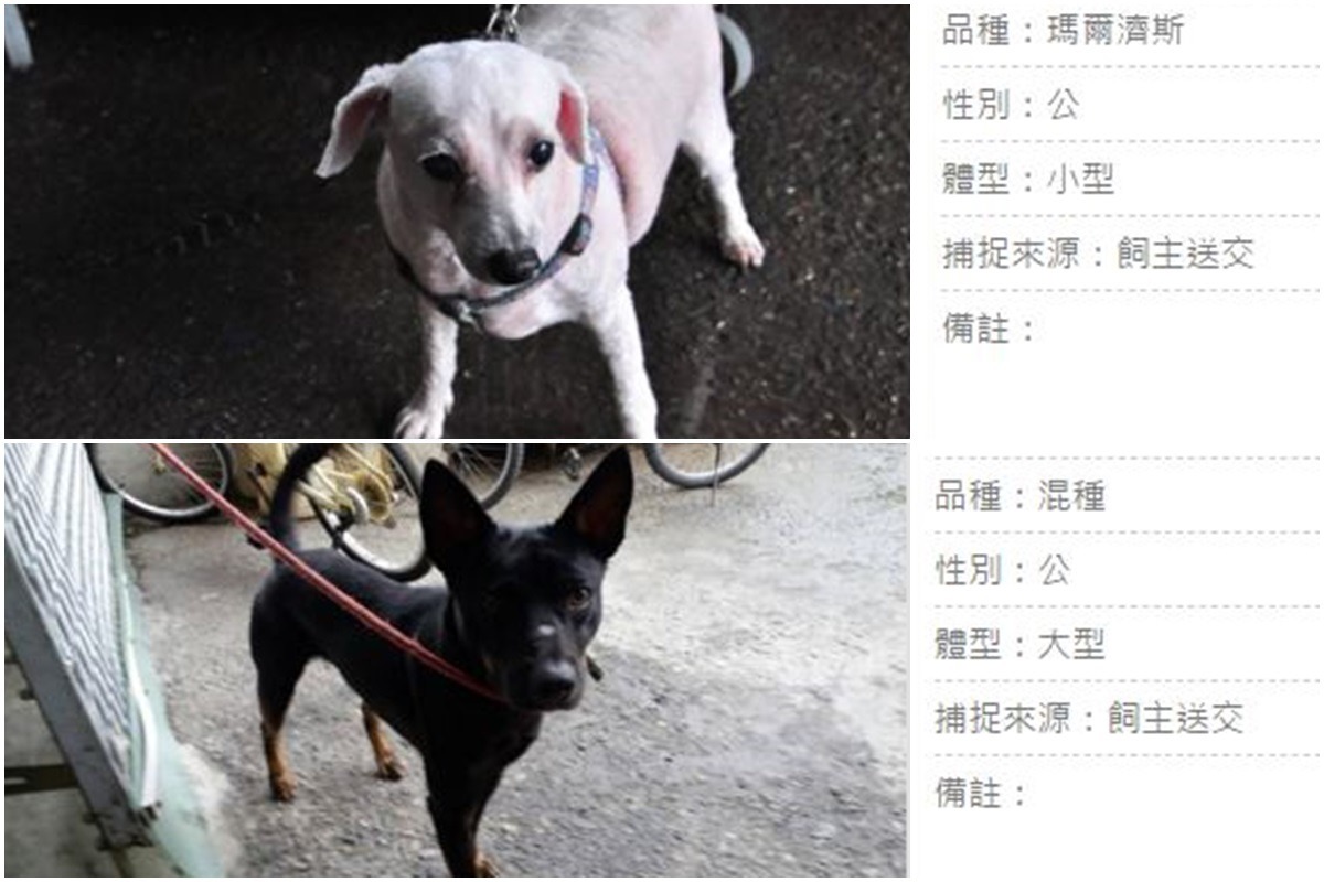 嘉義市目前無棄養罰款，但在晶片注射率低的情況下制定不擬續養金，可能會造成民眾在外隨意丟狗的情況。　取自嘉義市流浪犬收容中心