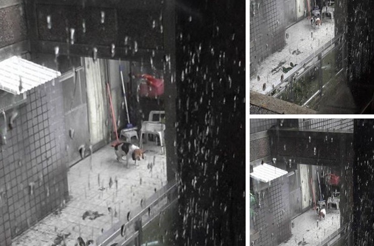 檢舉人拍攝的照片,檢舉人指出,犬隻從9日下午就開始吠叫到半夜,10日早晨又繼續吠叫,在積水中無法坐下,後腳看來已站到無力。 基隆市動物保護防疫所/提供
