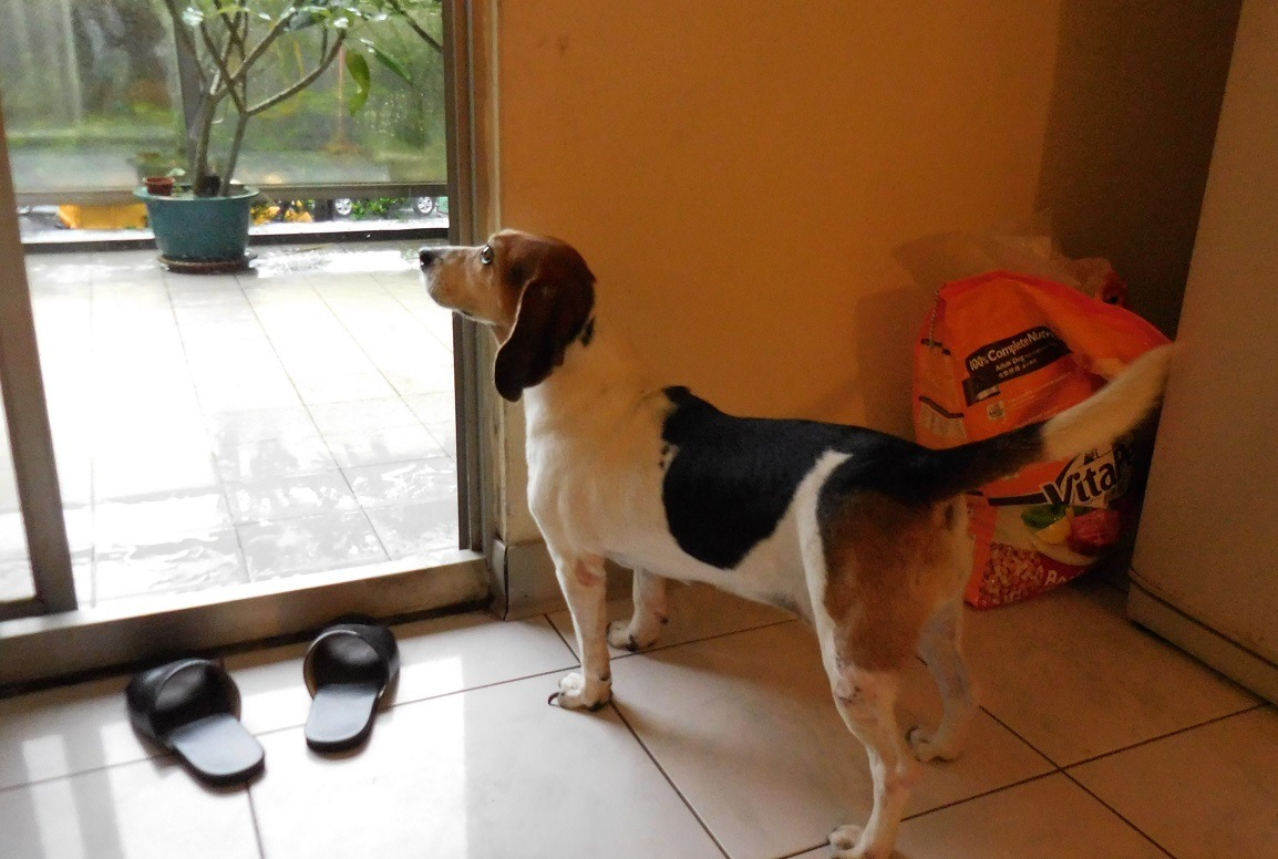 飼主表示過去就知道陽台會淹水,只是沒料到外出期間會下大雨。 基隆市動物保護防疫所/提供