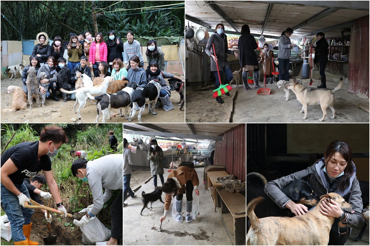 「伊日美學生活」的30位員工協助愛媽Coca整理狗園環境、與狗互動。 台灣動物平權促進會/提供