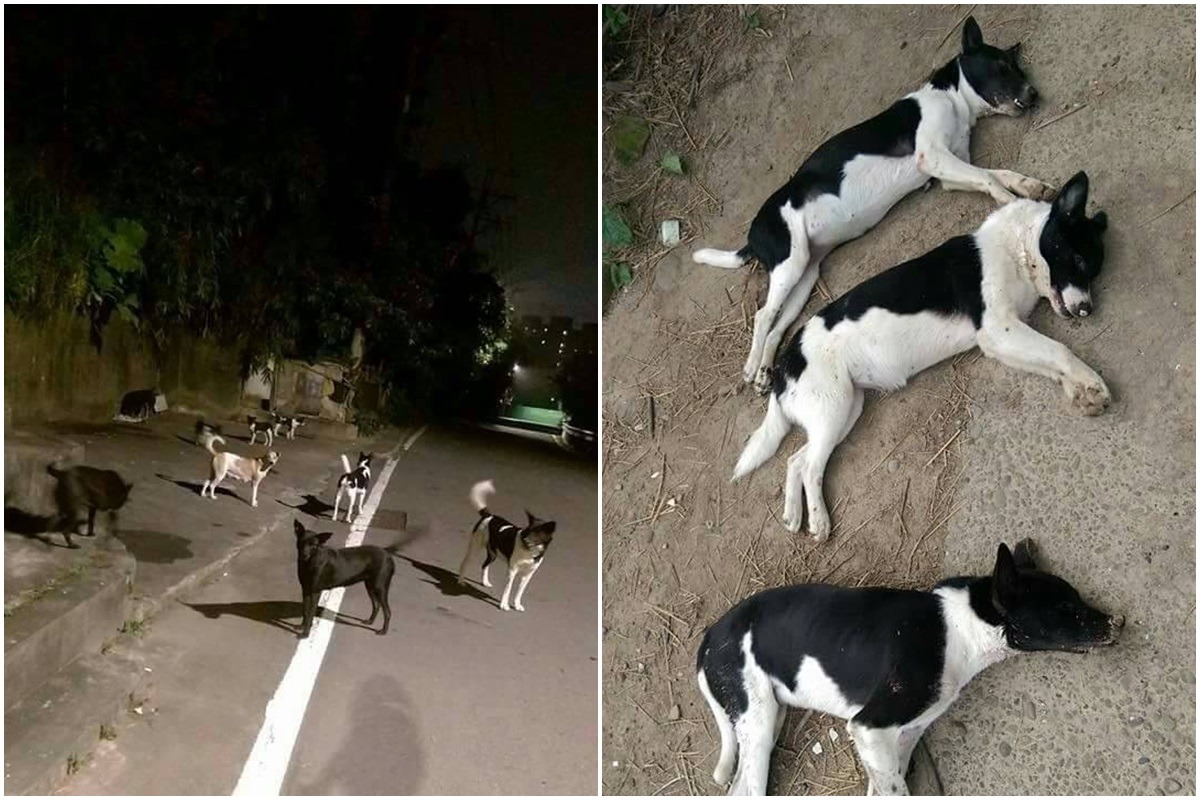 近年來發生許多民眾動用私刑、放毒餌殺害流浪動物的案例。 台灣動物新聞網資料照(新北市動保處/提供)