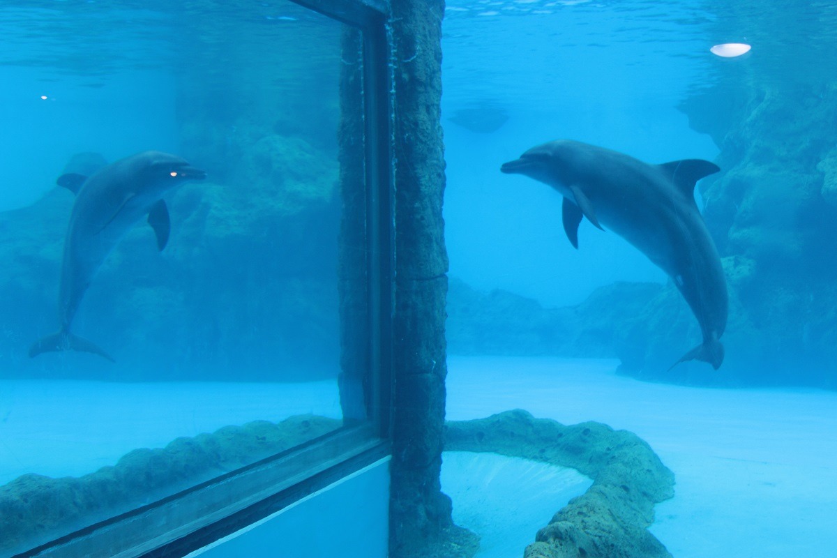 珠海長隆海洋王國的海豚盯著池壁，一動不動。　中國鯨類保護聯盟(CCA)/提供