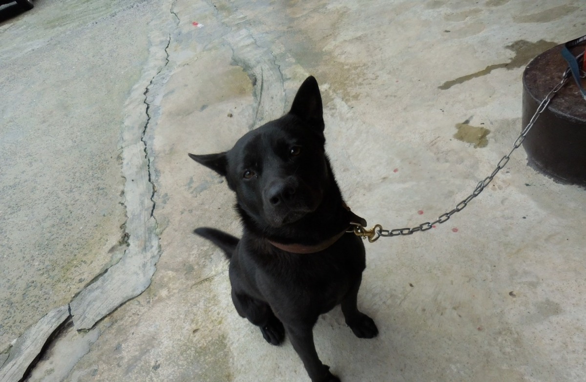 經過治療，小黑已恢復健康。　基隆市動物保護防疫所/提供