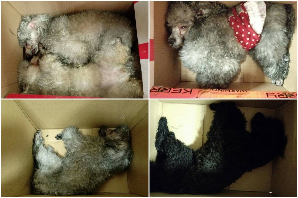 地下室的貴賓狗傷亡慘重。　台北市政府產業發展局/提供