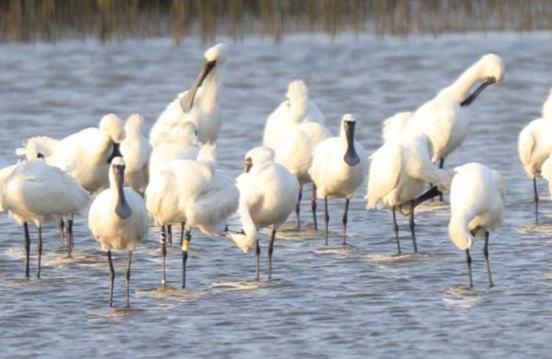 台灣現已建立起尚稱完整的黑面琵鷺腳環回報系統，民眾若發現傷亡的黑面琵鷺，請盡速拍下照片回報。　取自黑面琵鷺保育協會學術專文「黑面琵鷺的腳環」