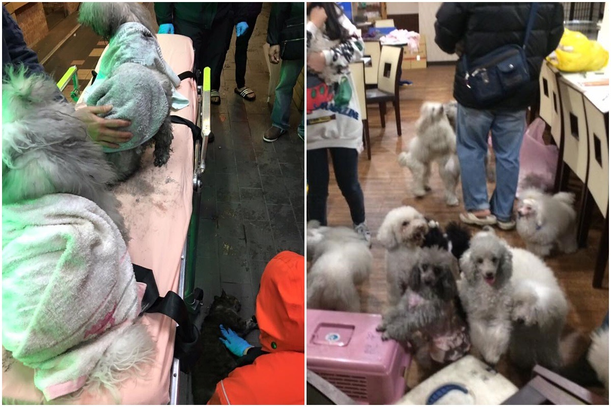 已 臺北市流浪貓保護協會發文說明貴賓狗屬於地下室的寵物美容教室。　台灣動物新聞網資料照(PTT網友備份)