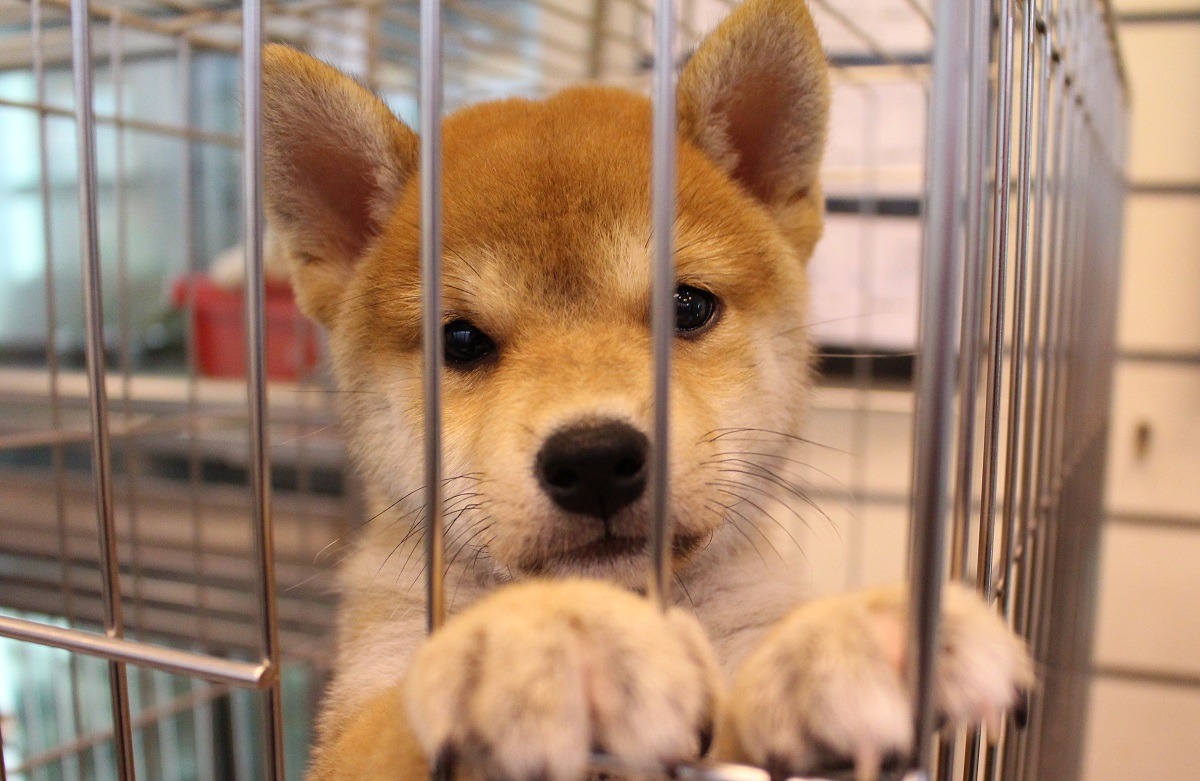 基隆市自去年起不再准許新設寵物繁殖、買賣業(示意圖)　台灣動物新聞網資料照(李娉婷/攝)