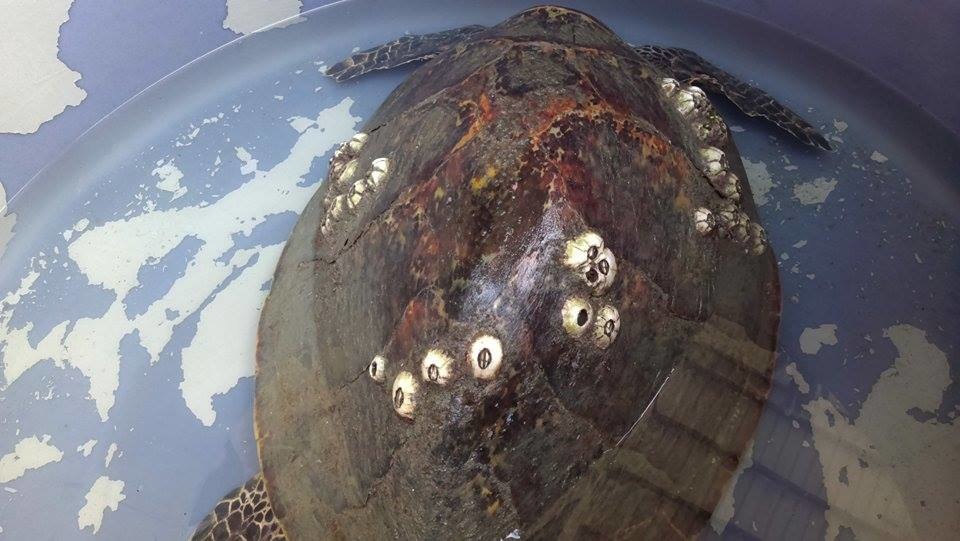 阿飛被發現時背甲附著46個大藤壺,影響游泳速度。 海洋大學程一駿教授/提供