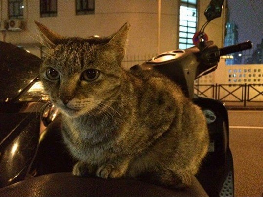 失蹤多日的螺絲山公園街貓「小肥」。 取自餵養志工臉書