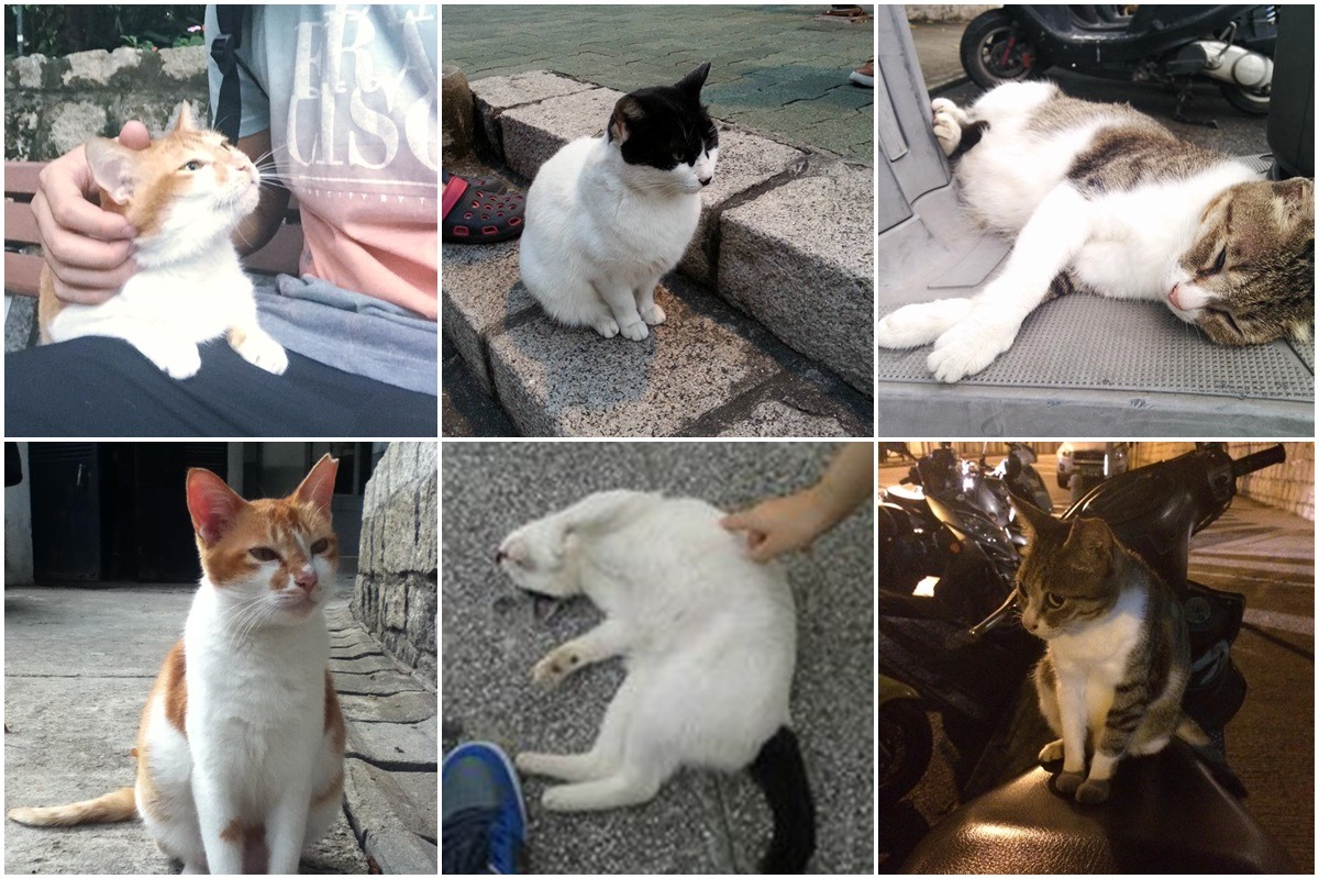 澳門當地民眾在相關貼文下方上傳曾與受害貓咪親近的照片。 取自臉書