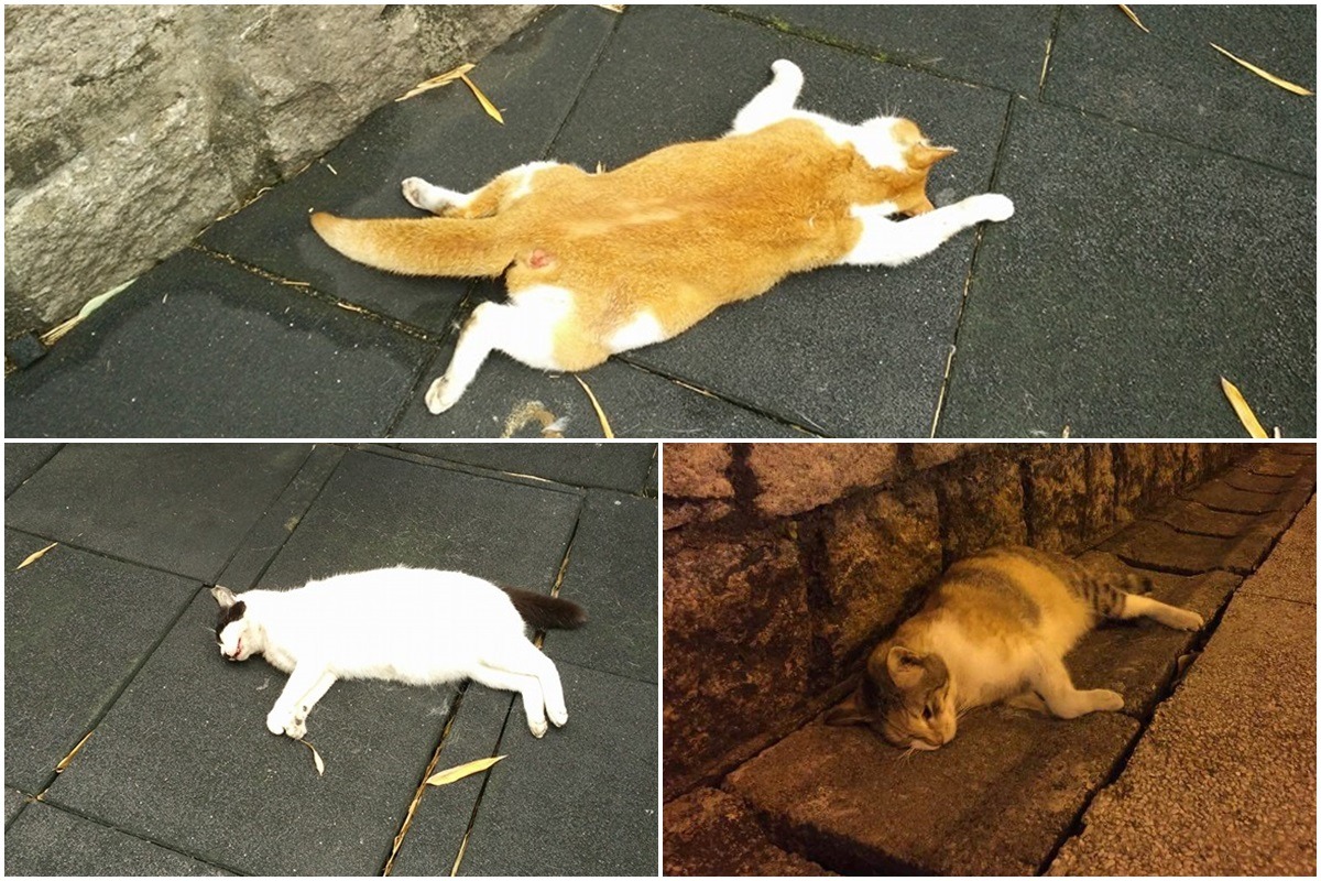 螺絲山公園內的街貓金妹(上)、白白(左)與冒牌(右)接連因不明原因死亡,極有可能是人為虐殺。 取自餵養志工臉書