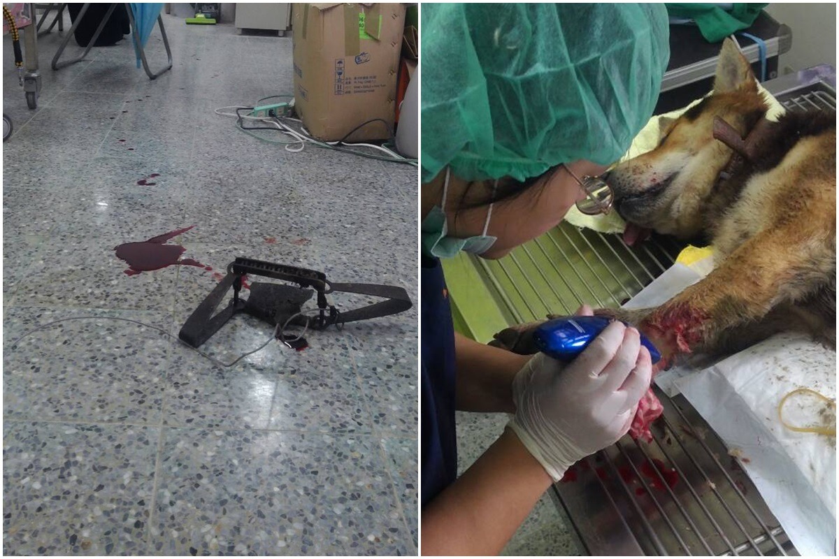 狗兒取下獸鋏後留下滿地血跡。 基隆市動物保護防疫所/提供