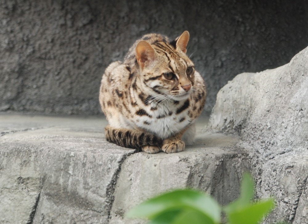 石虎(Kuribo, CC BY-SA 3.0)