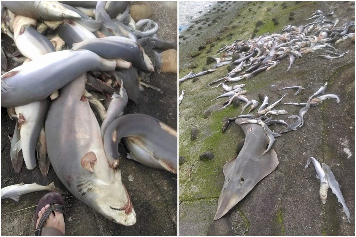 2月2日，有民眾在新竹市舊港橋下發現大量幼鯊屍體，皆被割去魚鰭棄屍，新竹市府調查後表示死亡水鯊有冷凍痕跡，研判應是民眾購買整批冷凍幼鯊，擷取需要的部分後棄置。　翻攝自爆料公社