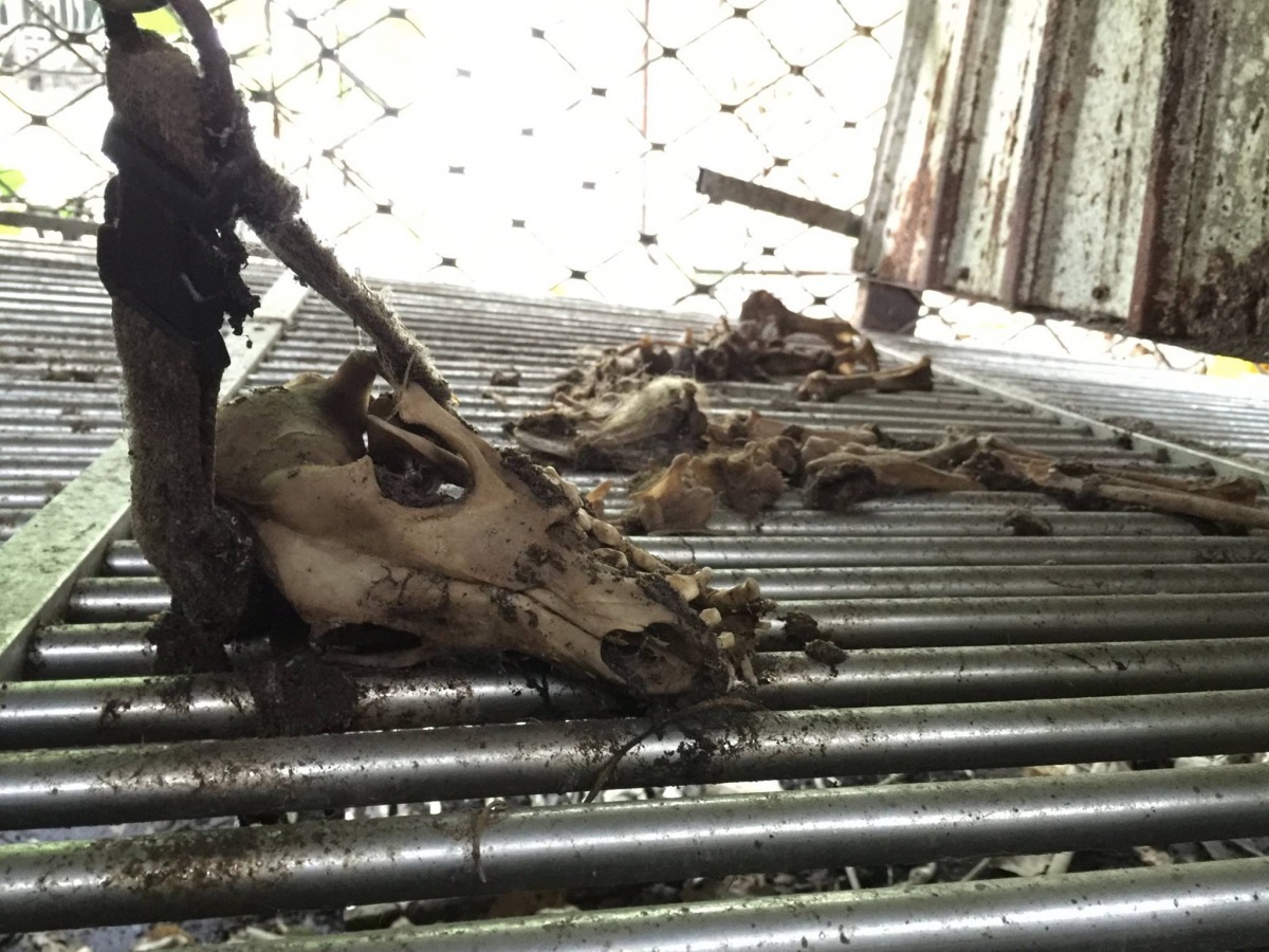 林口福頂山區不法繁殖場與世隔絕，現場犬隻研判皆是被餓死。　資料照(取自取自動保正義 桃園發聲專頁)