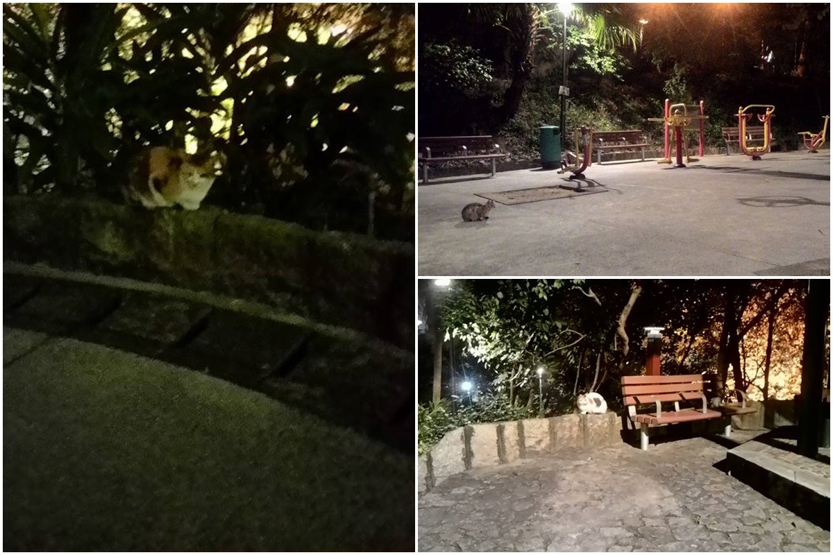 螺絲山公園內隨處可見貓咪，牠們是由澳門政府與志工合作的「流浪貓TNR計劃」所放回。　取自黎安娜臉書