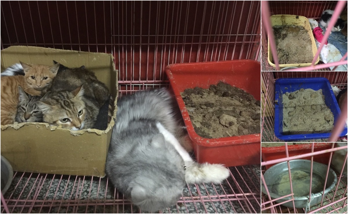 陳女中途動物的環境惡劣，貓砂盆中堆滿沒清理的排泄物，飲水盆也堆滿沙土，都是暗黃色的濁水。　動保志工/提供