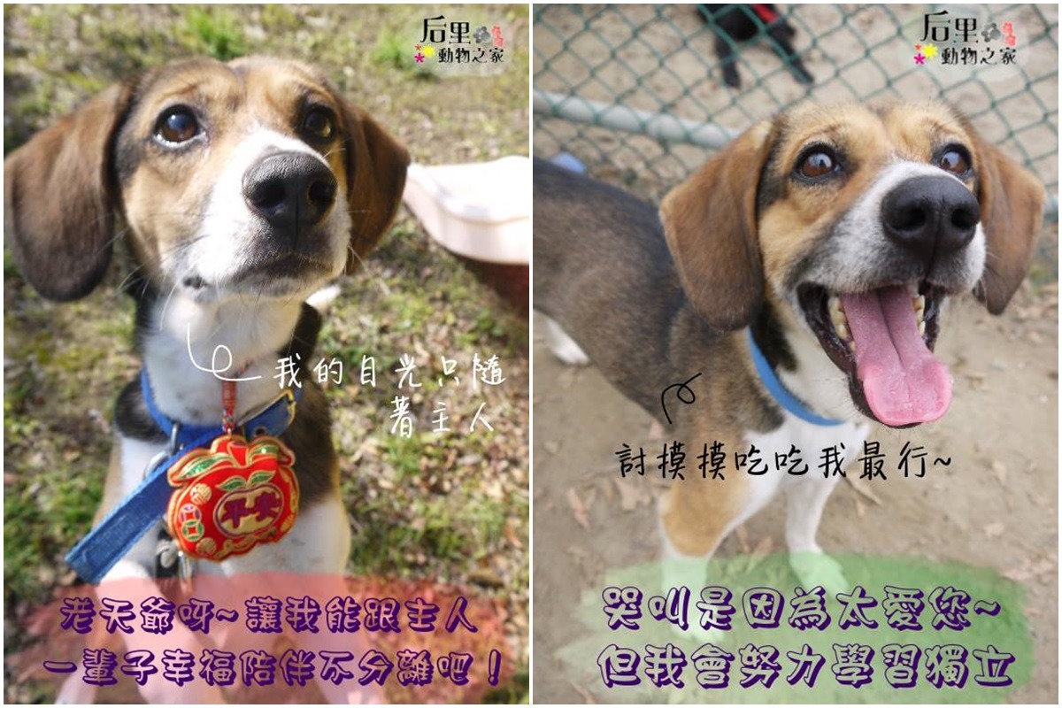 親人的「小米」經歷了一次死別，非常害怕分離。　取自不想被遺忘-后里動物之家非官方粉絲團