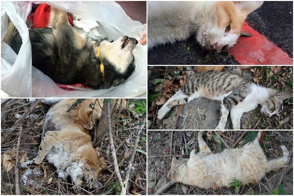 恆春地區近年來時常發生毒殺動物案件，但這次飼主不願再姑息下毒者。　陳靜芳/提供
