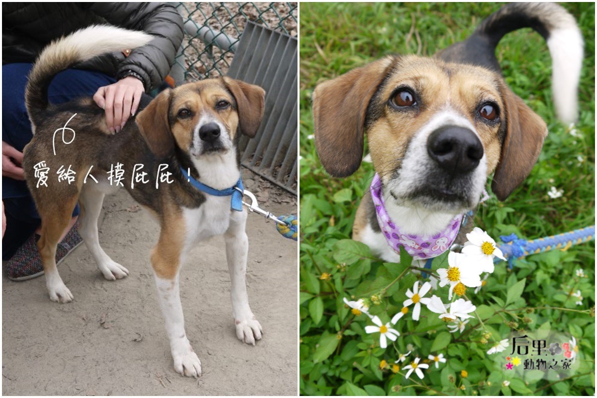 小米長相可愛，但因嚴重的分離焦慮至今還未被領養。　取自不想被遺忘-后里動物之家非官方粉絲團