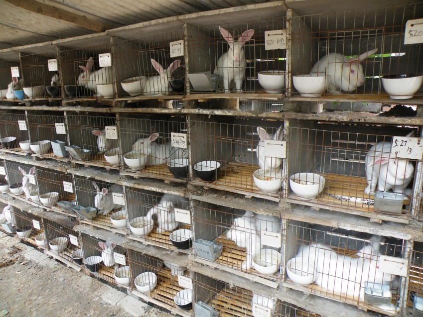 雖然寵物兔的主食為「牧草」，但作為經濟動物飼養的兔子和其他家禽一樣，也是吃飼料。　取自網路