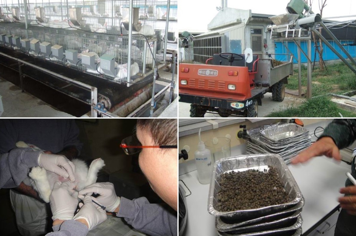 兔肉產銷大國法國的養兔場。愛兔協會表示，支持兔肉產業者，如果有心讓產業復興，就更應該回歸到專業畜牧與產銷管理，而不是只看兔子的生理資訊。　　台北市愛兔協會/提供