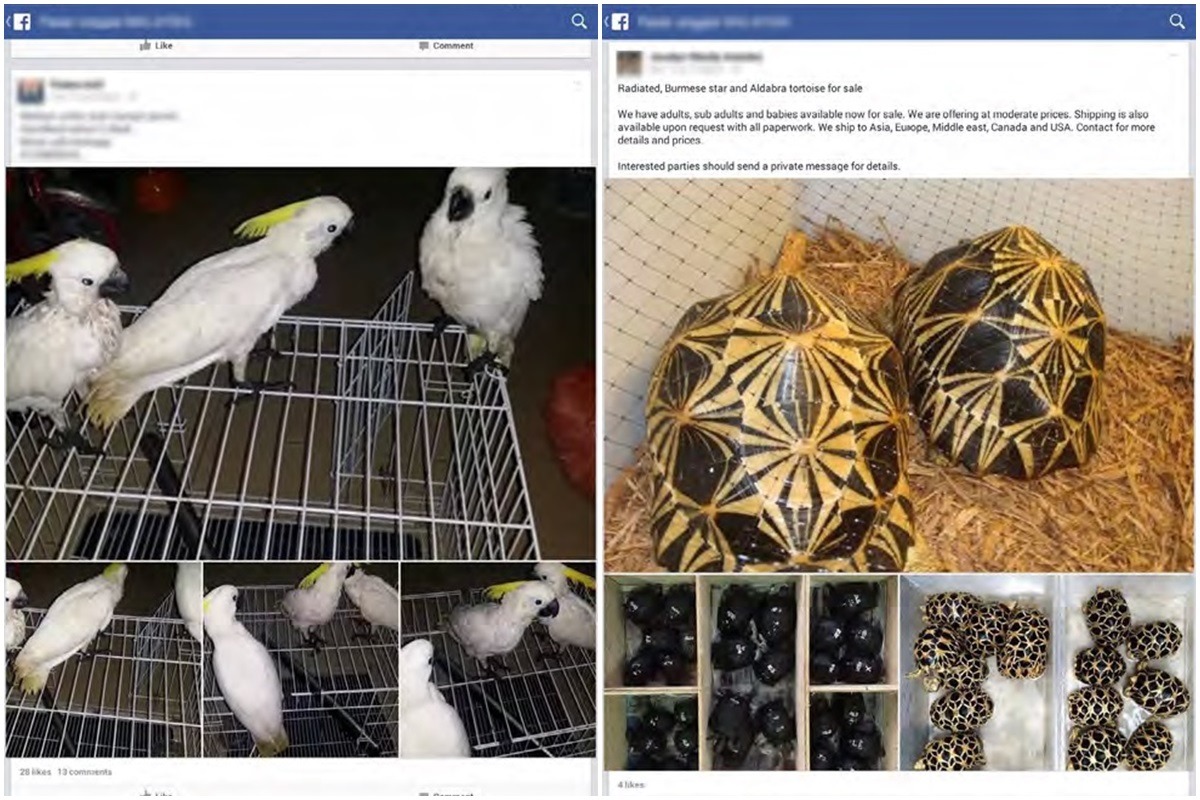 Traffic調查到的非法交易中,以鳥類最為常見,其次是爬蟲類和哺乳類動物。 報告截圖