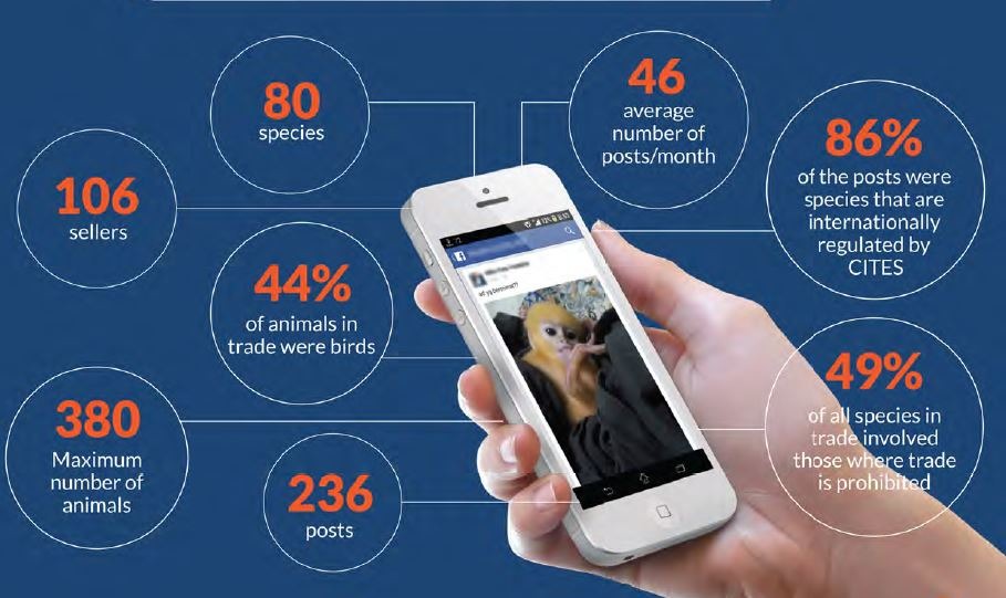 據Traffic在14個Facebook社團(共有6.7萬名成員)長達5個月的調查,共有80種動物被交易,其中44%是鳥類。 報告截圖