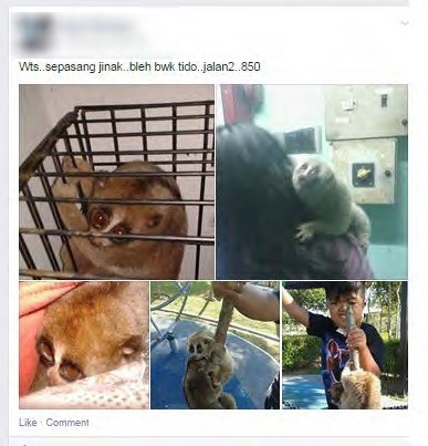 被作為寵物非法交易的懶猴。 報告截圖