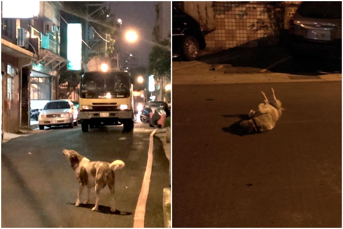 小花喜歡跟著清潔車、心情好的時候會在地上磨蹭。阿怪說，小花會迎接清潔車，再跟著「少女的祈禱」一起高歌嚎叫、一起走好幾條巷子，或許因為叫的抑揚頓挫，小花這樣的行為不只不招人嫌，反倒讓清潔隊員也喜歡牠。　網友貝貝/提供