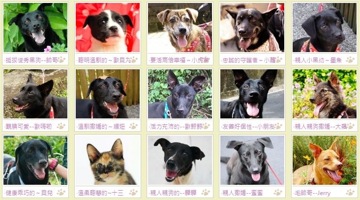 花園協會堅持只中途、不收容，希望每隻被救援的貓狗都可以進入家庭生活。　流浪動物花園協會/提供