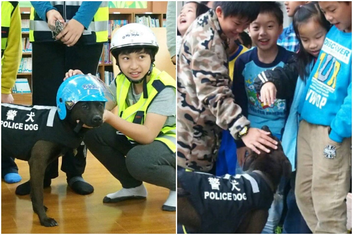 黑糖戴上安全帽，向小朋友們宣導交通安全的重要性。　張淵瑜/提供