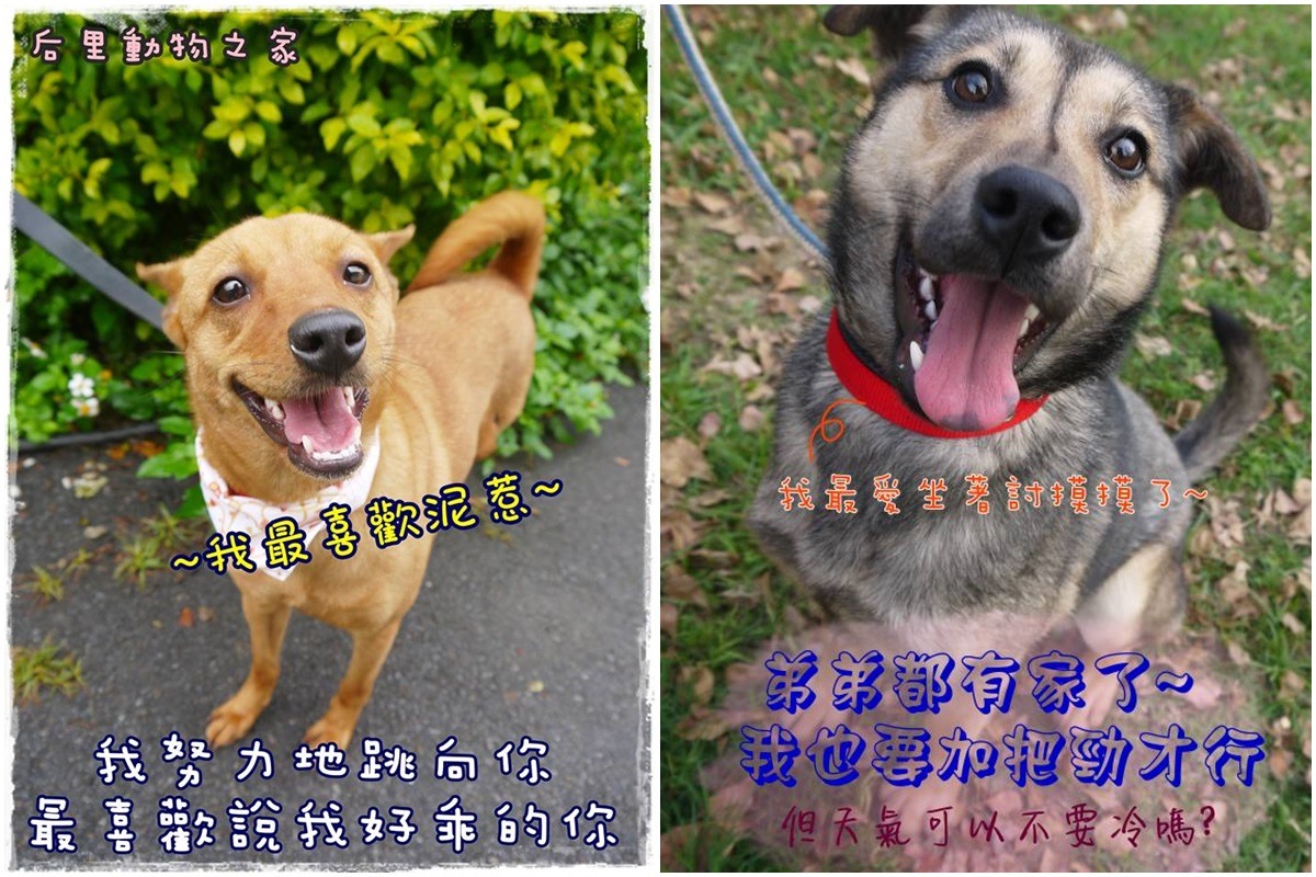 后里動物之家的送養文風格為溫馨可愛。　取自不想被遺忘-后里動物之家非官方粉絲團