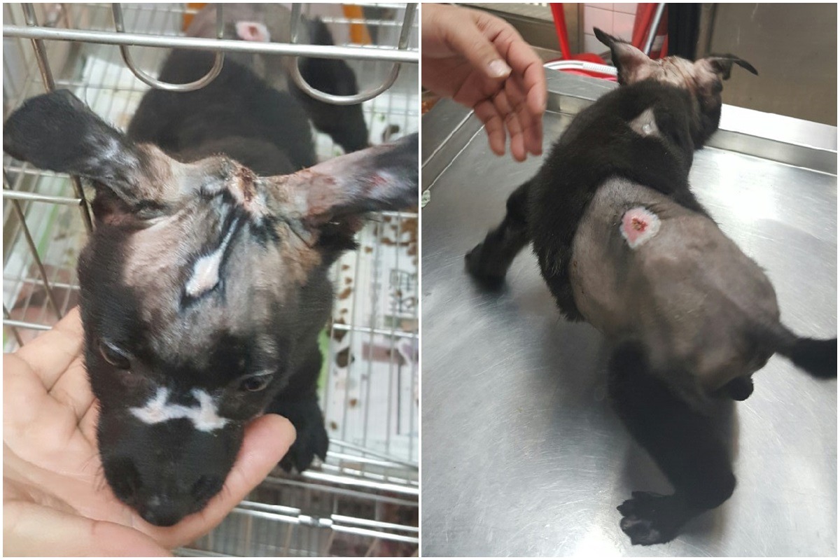 小黑狗的傷口都已結痂癒合，但頭頂可能無法再長出毛髮。　李娉婷/攝