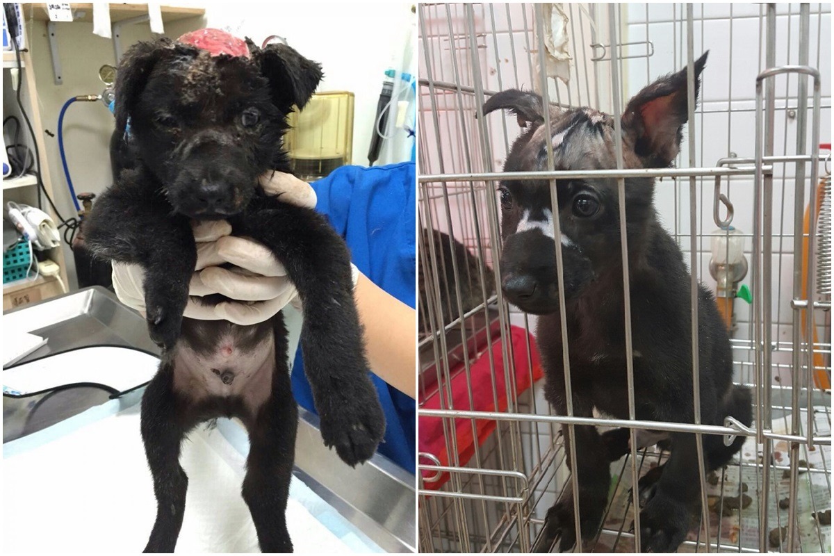 淡水被發現的受虐小黑狗傷口復原狀況良好。　新北市動保處/提供(左)、李娉婷/攝(右)