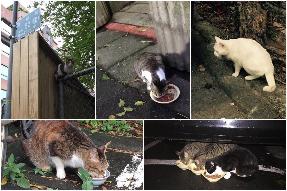 大學里的街貓TNR與乾淨餵養的實施成效非常不錯。　羅爸/提供