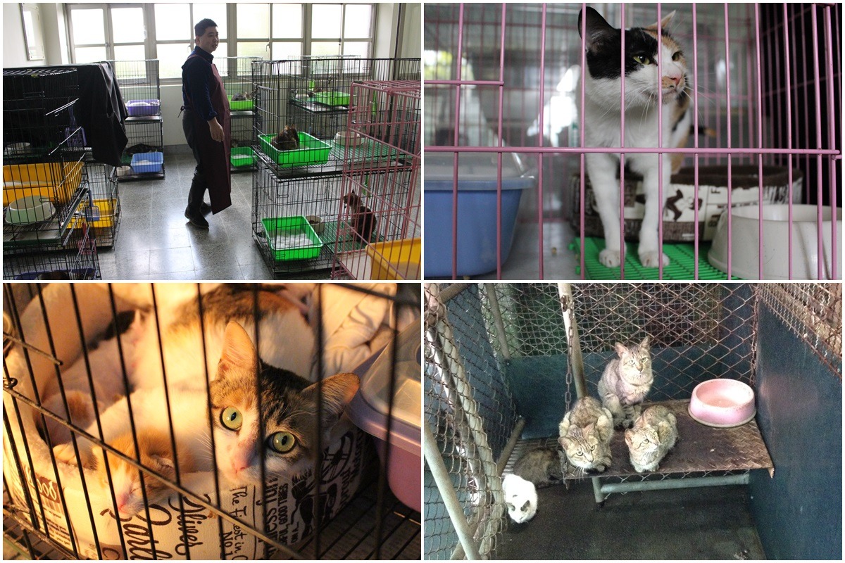 寵物銀行將工作人員辦公室「挪用」作貓舍，環境清靜，對比過去使用犬舍(右下)，貓住戶們看來放鬆許多。　李娉婷/攝