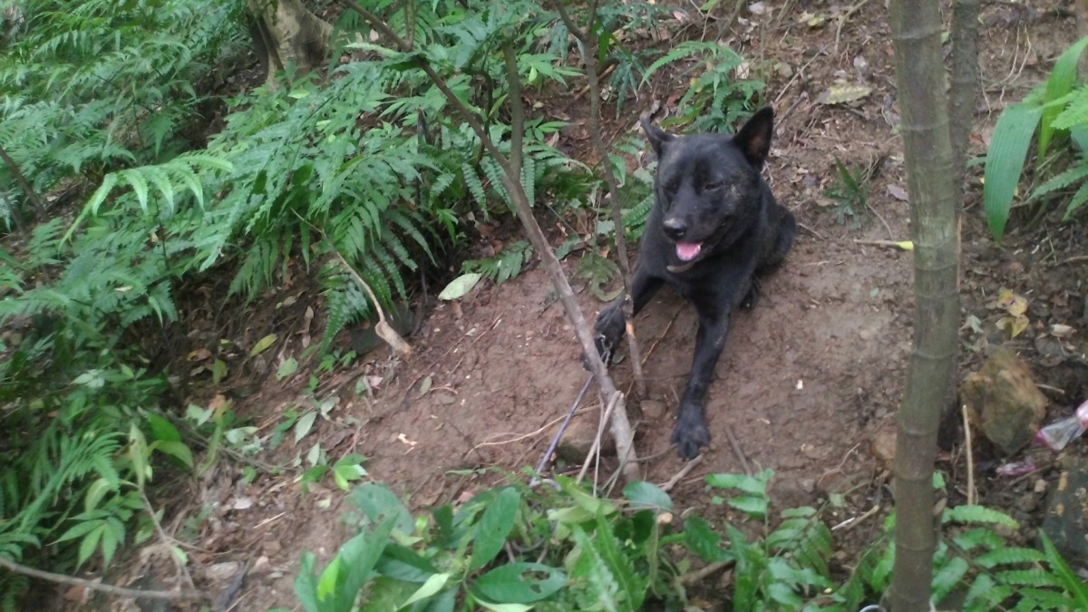 被陷阱纏住受困山坡地的黑色米克斯犬「小黑」。　基隆市動物保護防疫所/提供