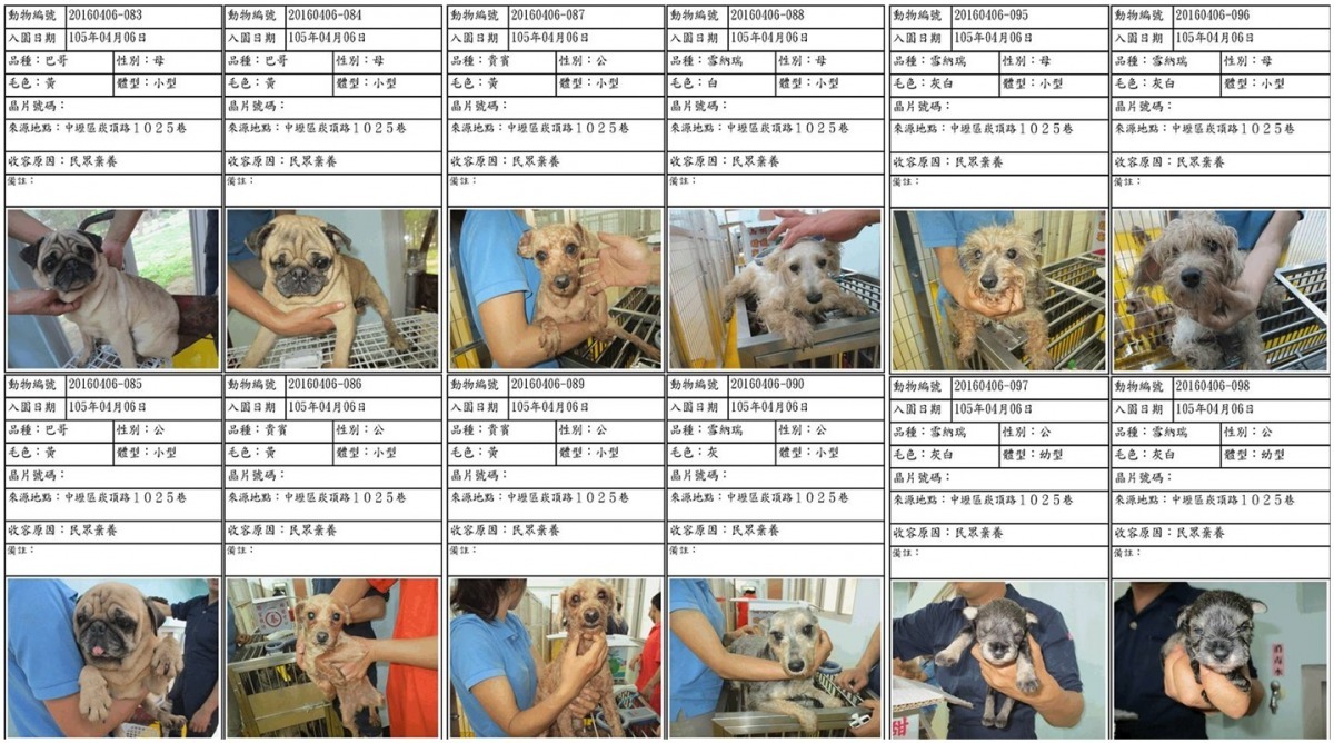 新屋收容所4月6日一日就有104隻動物入所。　取自史哥的新屋浪浪粉絲團