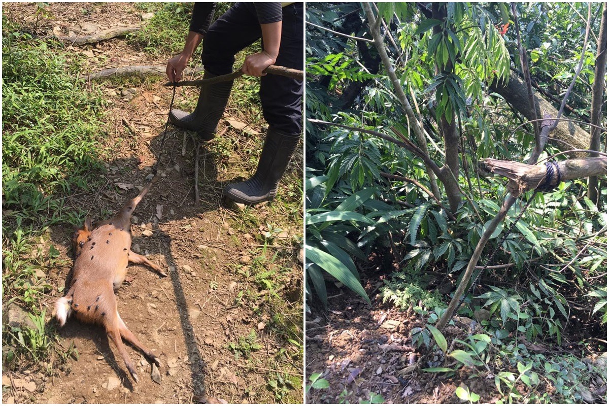 在宜蘭仁山植物園東側自然步道上發現的山羌屍體與套索陷阱。 翻攝臉書