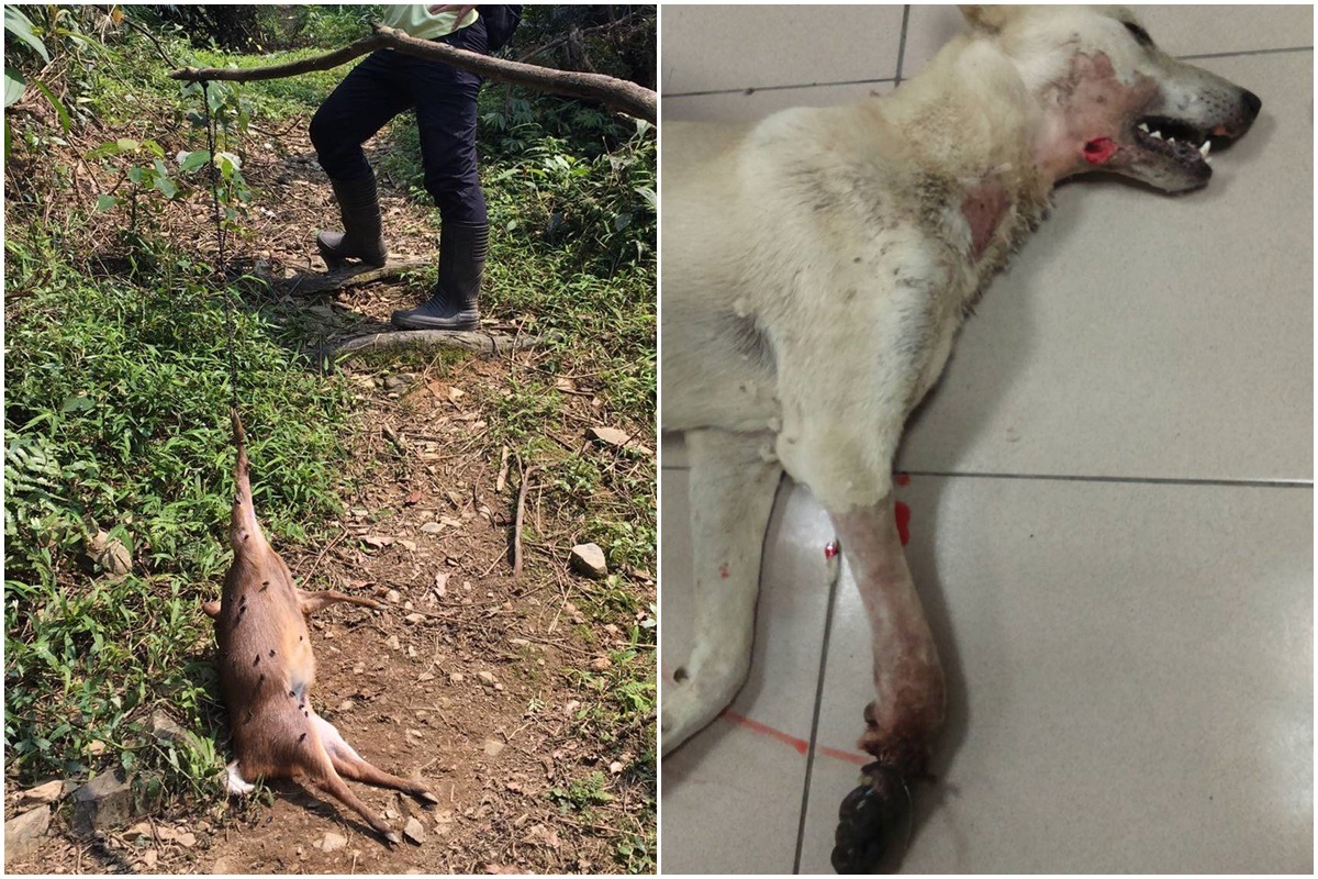 中套索陷阱的山羌與狗。 翻攝臉書、湖光動物醫院宜蘭分院/提供
