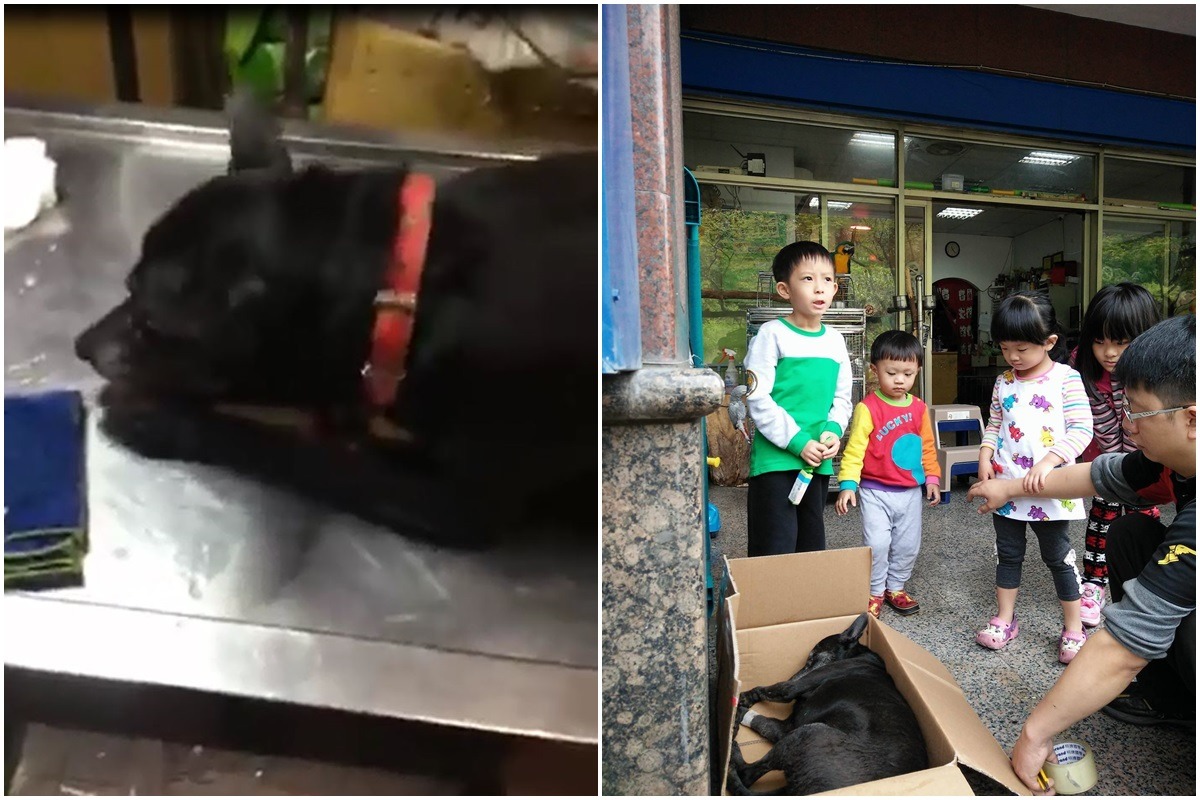 受害家犬「妞妞」在動物醫院頻頻抽搐，搶救無效，妞妞的家人都相當難過。　影片截圖、飼主林小姐/提供