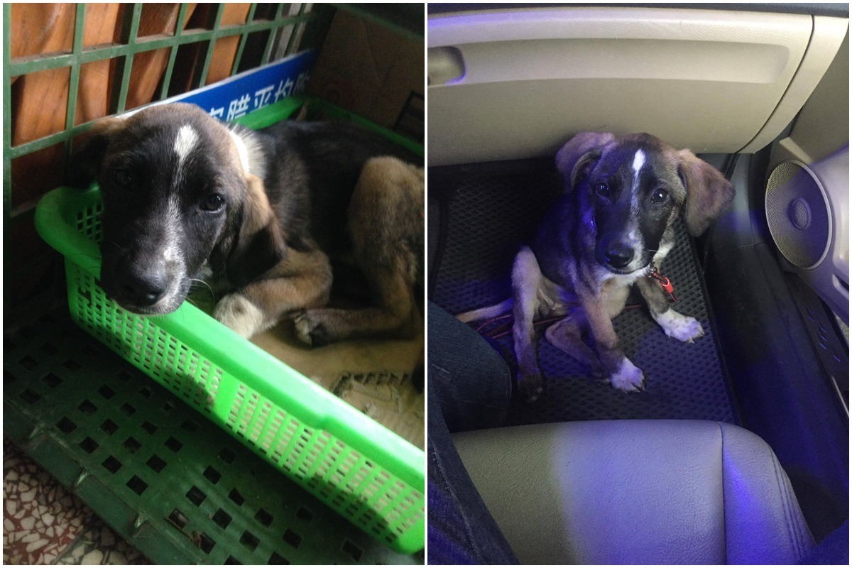 被摔打的小花狗看起來相當膽怯，但被救出後非常黏人。　(左)新北市動保處、(右)張志成/提供