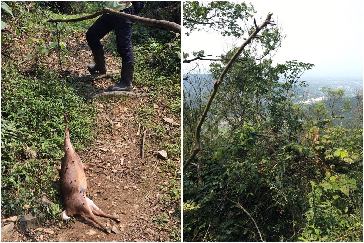 雖然獸鋏已在修正案中全面禁止使用，但套索等傳統陷阱仍還是有條件的開放使用。　資料照(取自鄭傑西臉書)