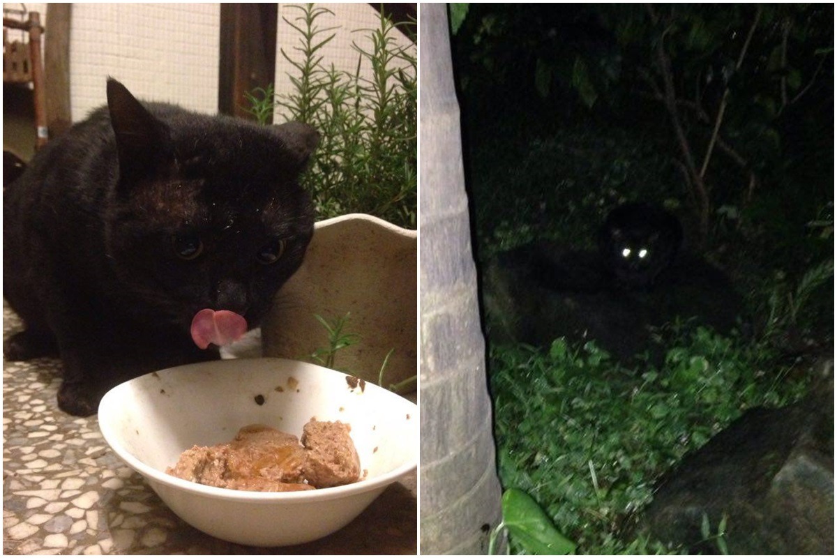 黑米過去食量大,一天能吃4罐罐頭,如今不只食量降低,也不常出現,但牠又警戒心重,遲遲無法成功誘捕、送醫檢查。 許先生/提供