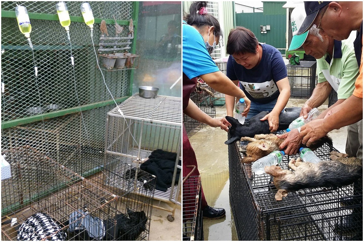 目前仍有11隻狗兒急救中，尚未脫離險境。　(左)台南市動保處/提供、(右)徐園長護生園/提供