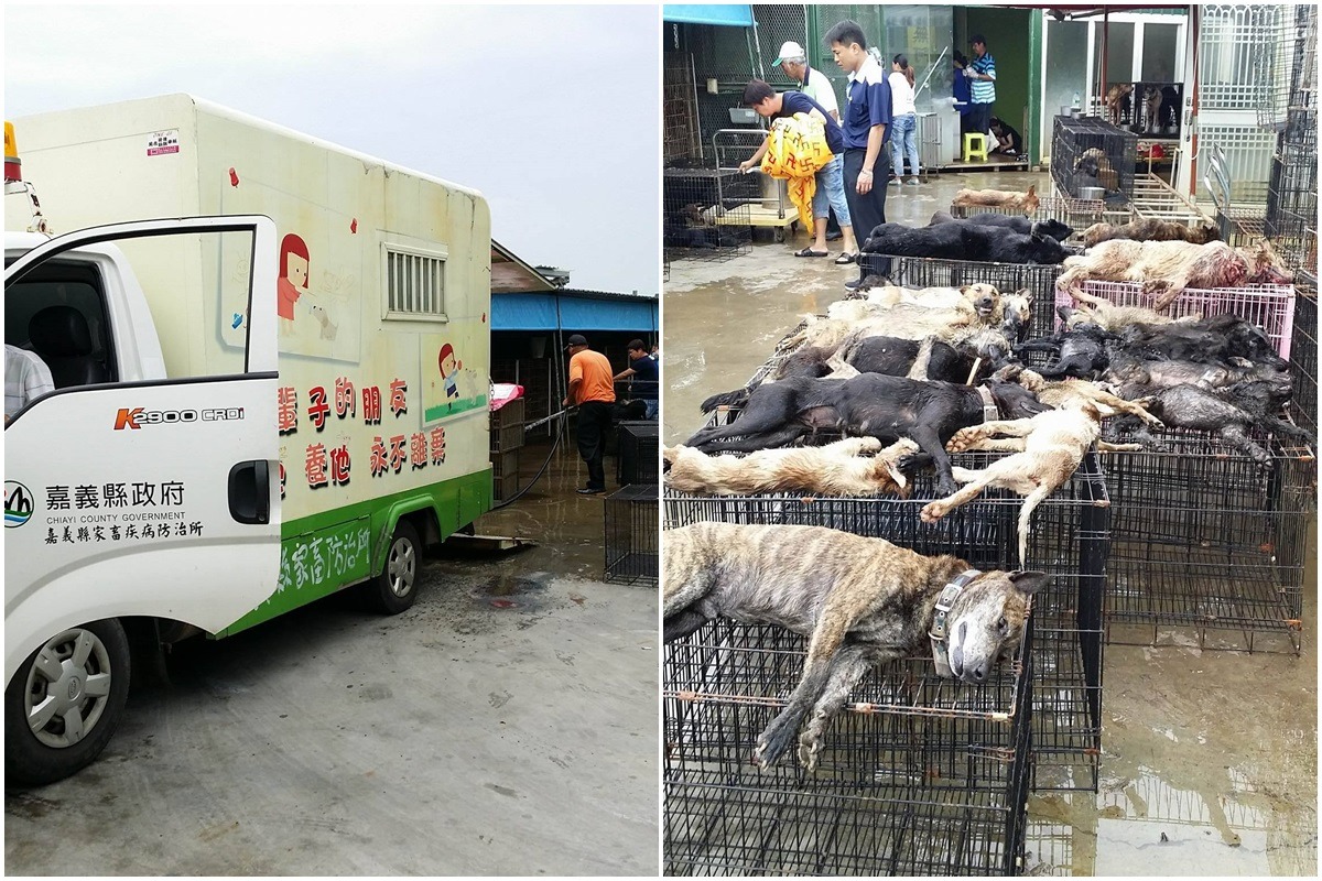 去年嘉義縣發生不當運輸事件，數十隻犬隻活活被悶死。　台灣動物新聞網資料照(徐園長護生園/提供)