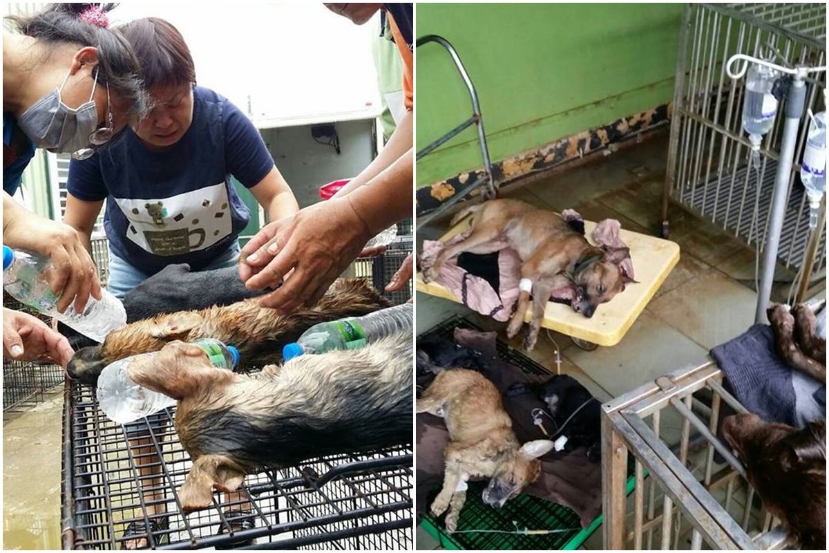 護生園投入大批人力搶救傷犬,但截至26日午間,仍有犬隻陸續死亡。 徐園長護生園/提供