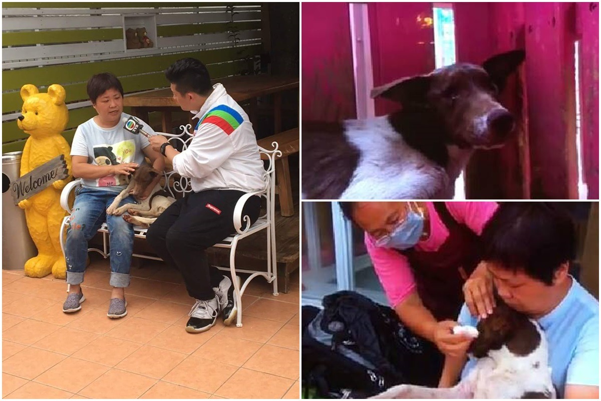 29日晚間又有一隻成犬死亡，日前徐園長還抱著看似有希望的牠受訪，沒想到仍敵不過熱衰竭引發的副作用，狗兒過世後，徐園長為牠取名「善亮」。　取自徐園長臉書